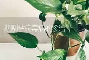 鹅副粘病毒病的诊治