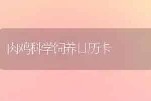 肉鸡科学饲养日历卡