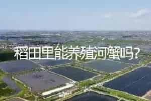 稻田里能养殖河蟹吗?