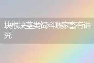 块根块茎类饲料喂家畜有讲究