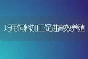 巧用饲料加工促进高效养殖