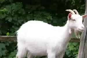 山羊放牧饲养有哪些好处？山羊放养注意什么
