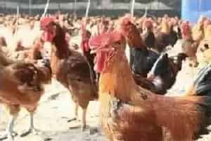 新手养鸡户的四大常见误区