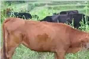 中国肉牛产业如何“牛”起来