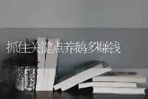 抓住关键点养鹅多赚钱