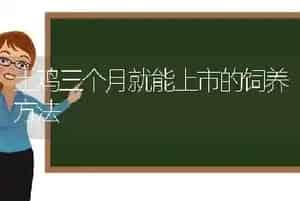 土鸡三个月就能上市的饲养方法