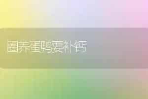圈养蛋鸭要补钙