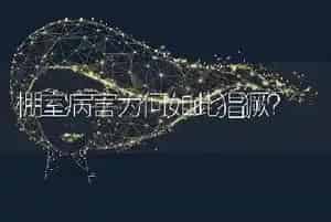 各种家畜青贮饲料的喂量