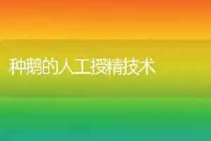 种鹅的人工授精技术