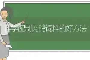 科学配制肉鸽饲料的好方法