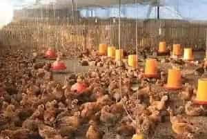 养鸡怎么做可以不用抗生素？