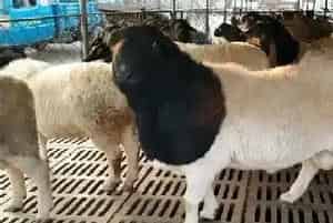 肉羊怎么养长得快