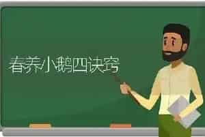春养小鹅四诀窍