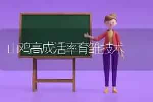 山鸡高成活率育雏技术