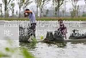 高温增加兴化河蟹塘管理难度,也影响最后一次翻壳倍数