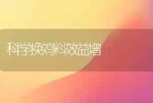 科学换鸡料效益增