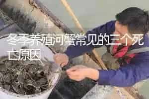 冬季养殖河蟹常见的三个死亡原因