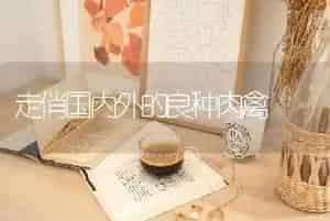 走俏国内外的良种肉禽