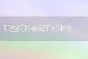 哪些饲料畜禽不可生食