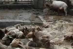 羊常见寄生虫病防治方法