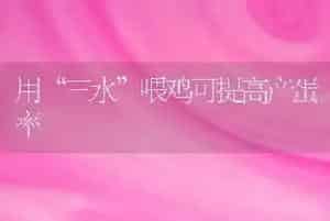 用“三水”喂鸡可提高产蛋率
