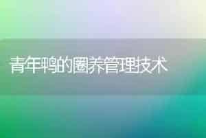 青年鸭的圈养管理技术