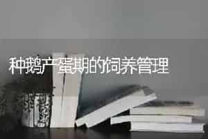 种鹅产蛋期的饲养管理