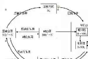氨氮产生原理和危害性,水产养殖户如何降氨氮?
