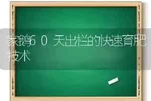 家鹅60天出栏的快速育肥技术