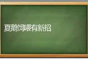 夏鹅饲喂有新招