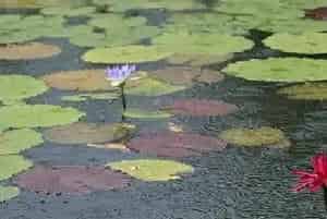 低温阴雨期的水产养殖管理方法