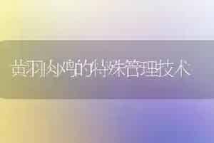 黄羽肉鸡的特殊管理技术