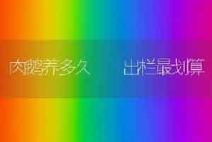 肉鹅养多久  出栏最划算