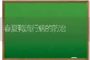 春夏鸭流行病的防治