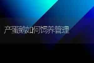 产蛋鹅如何饲养管理
