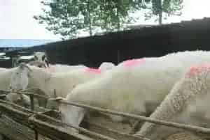 夏季养羊如何增膘？注意什么细节