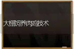 大棚饲养肉鸡技术