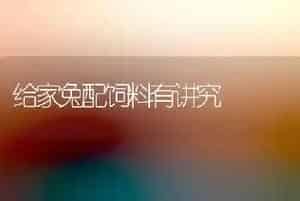 给家兔配饲料有讲究