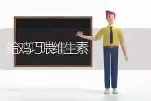 给鸡巧喂维生素