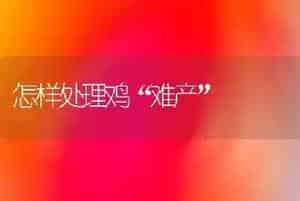 怎样处理鸡“难产”