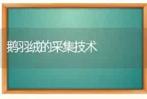 鹅羽绒的采集技术