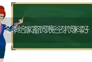 冬季给家畜饲喂谷芽饲料好