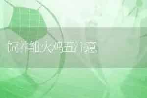 饲养雏火鸡五注意