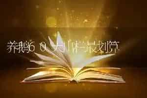 养鹅60天出栏最划算