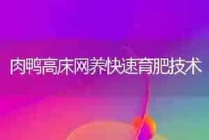 肉鸭高床网养快速育肥技术