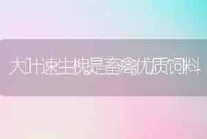 大叶速生槐是畜禽优质饲料