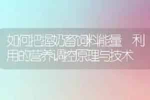 如何把握奶畜饲料能量 利用的营养调控原理与技术