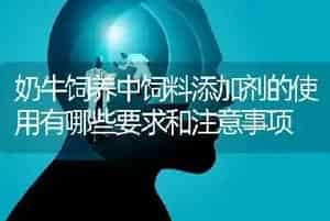 奶牛饲养中饲料添加剂的使用有哪些要求和注意事项
