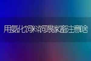 用氨化饲料饲喂家畜注意啥