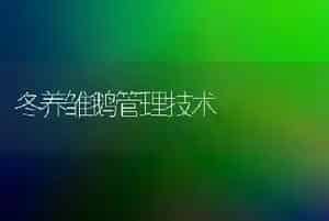 冬养雏鹅管理技术
